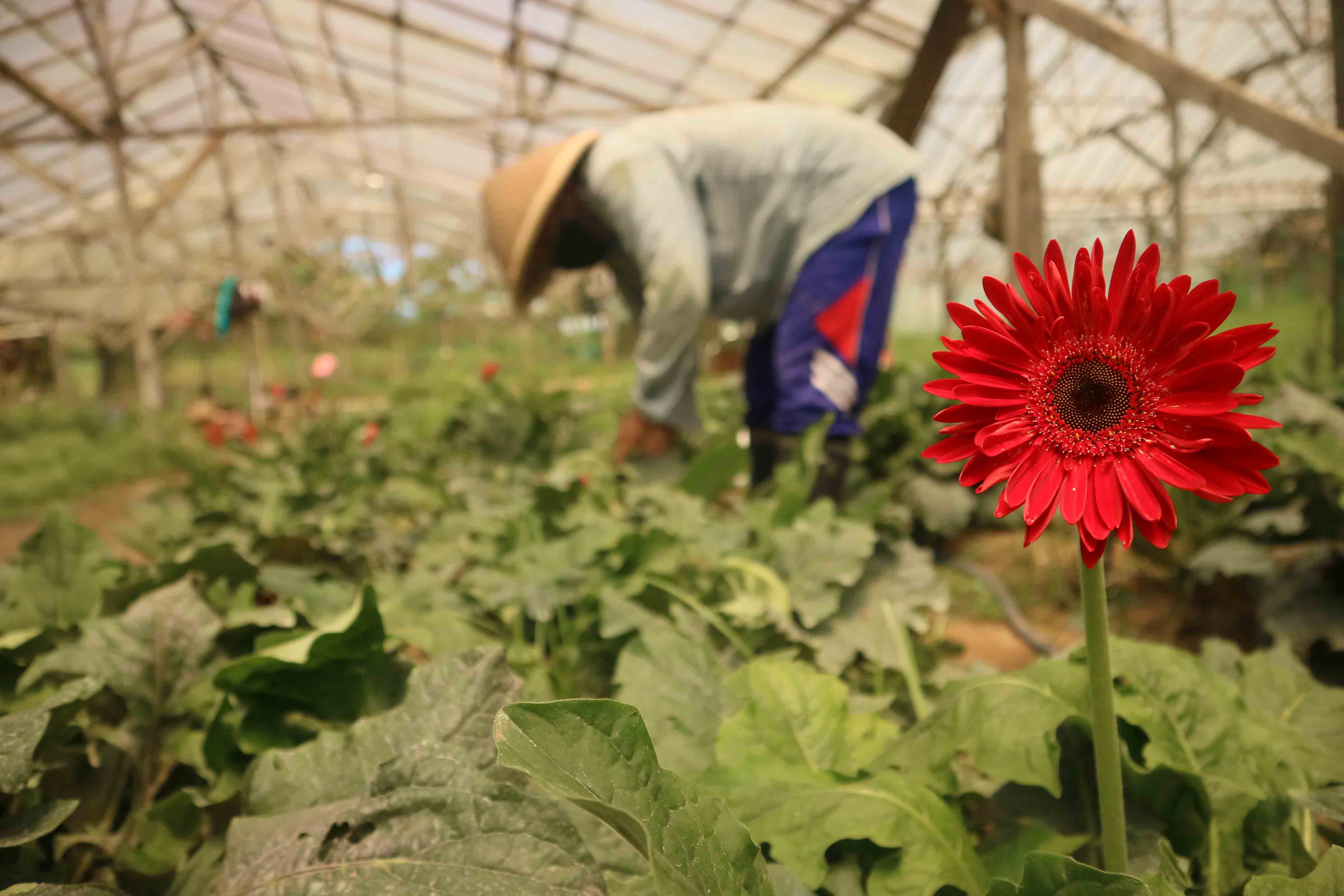 Budi Daya Tanaman Hias
