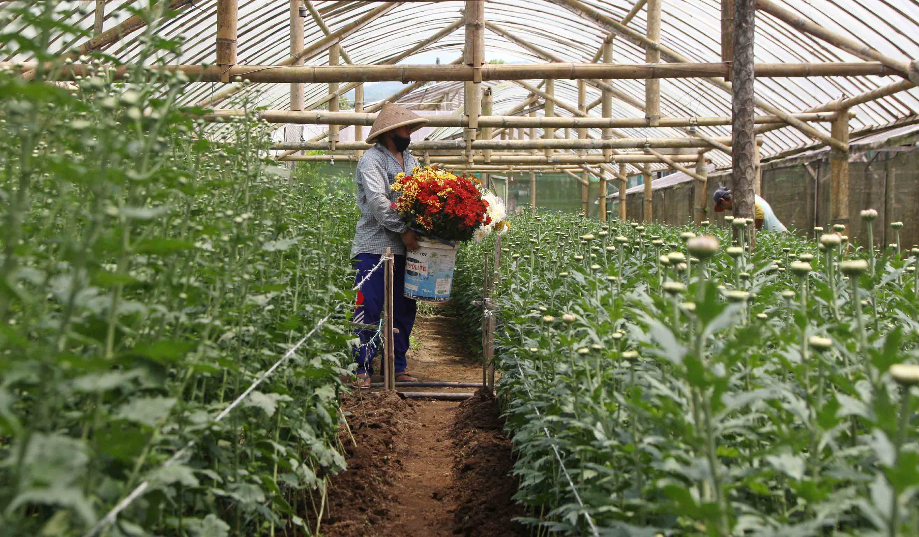 Budi Daya Tanaman Hias