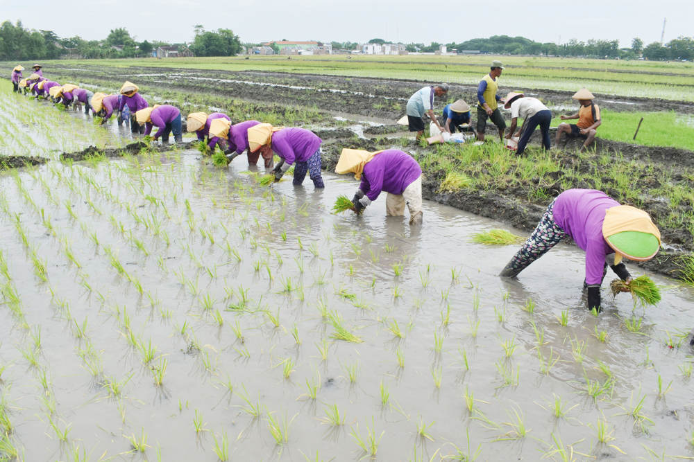 Target Panen Padi Kementerian Pertanian 