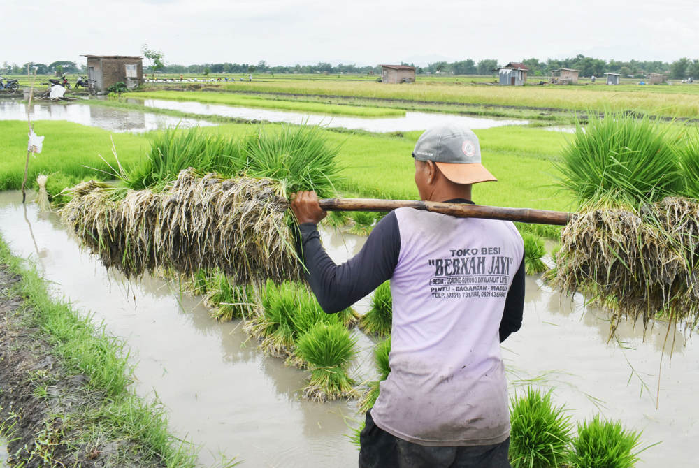Target Panen Padi Kementerian Pertanian 