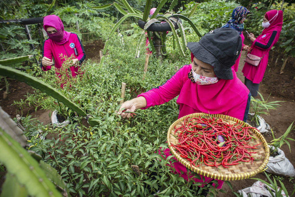 Dipanen Lebih Awal Karena Terendam Banjir 