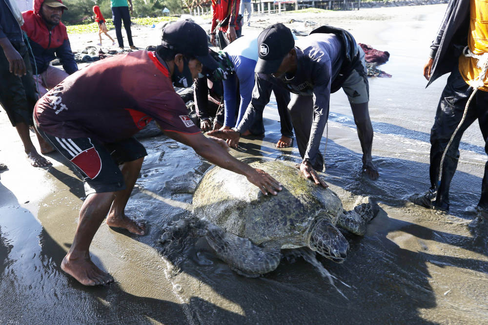 Nelayan Lepas Kembali Penyu yang Tersangkut Jaring 