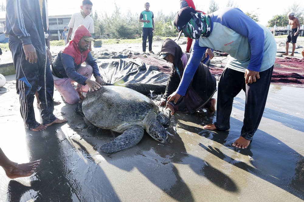 Nelayan Lepas Kembali Penyu yang Tersangkut Jaring 