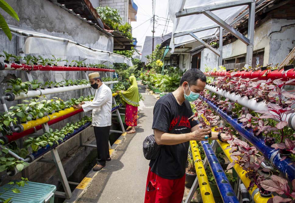 Hidroponik di Kampung Sehat Utan Kayu 