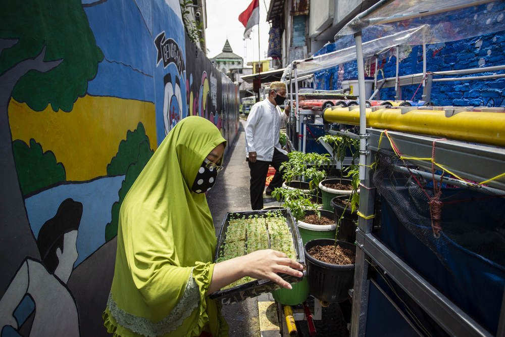 Hidroponik di Kampung Sehat Utan Kayu 