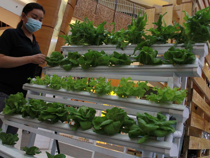 Pameran Tanaman Hidroponik