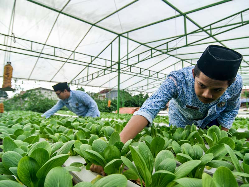 Budidaya Hidroponik Mandiri Santri Hidayatullah