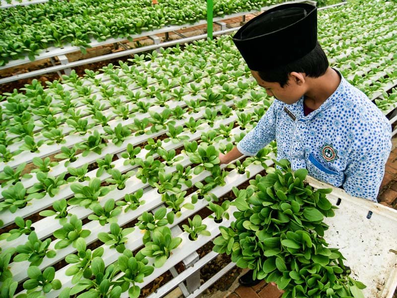Budidaya Hidroponik Mandiri Santri Hidayatullah