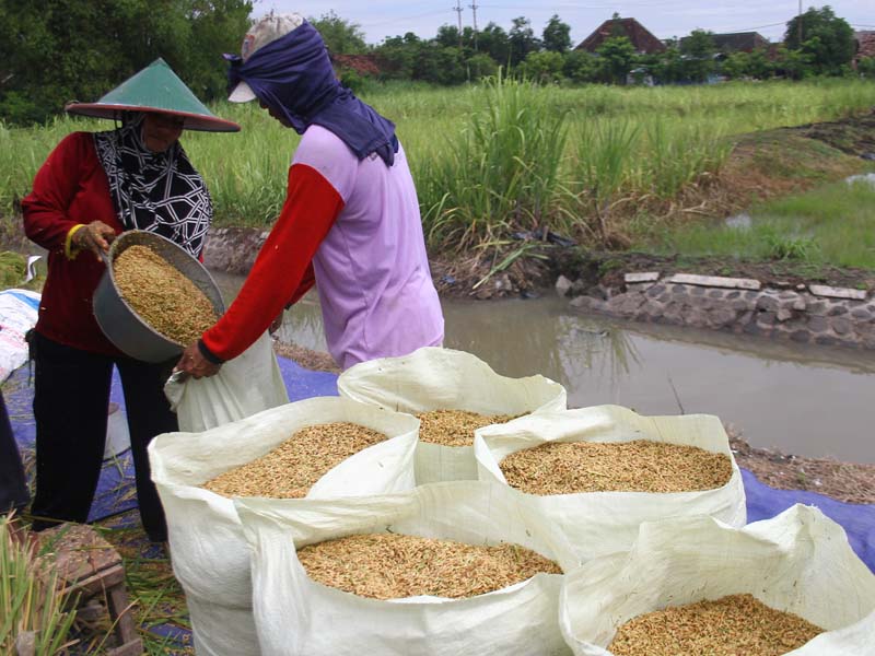 Kementan Siapkan Program Antisipasi Dampak La Nina