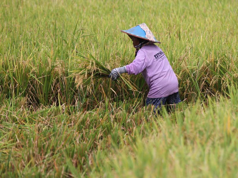 Kementan Siapkan Program Antisipasi Dampak La Nina