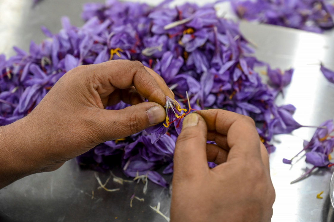 Panen Safron Menurun Akibat Perubahan Iklim
