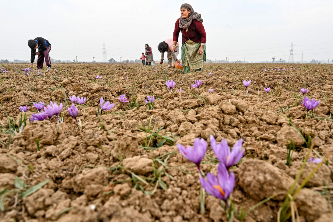 Panen Safron Menurun Akibat Perubahan Iklim