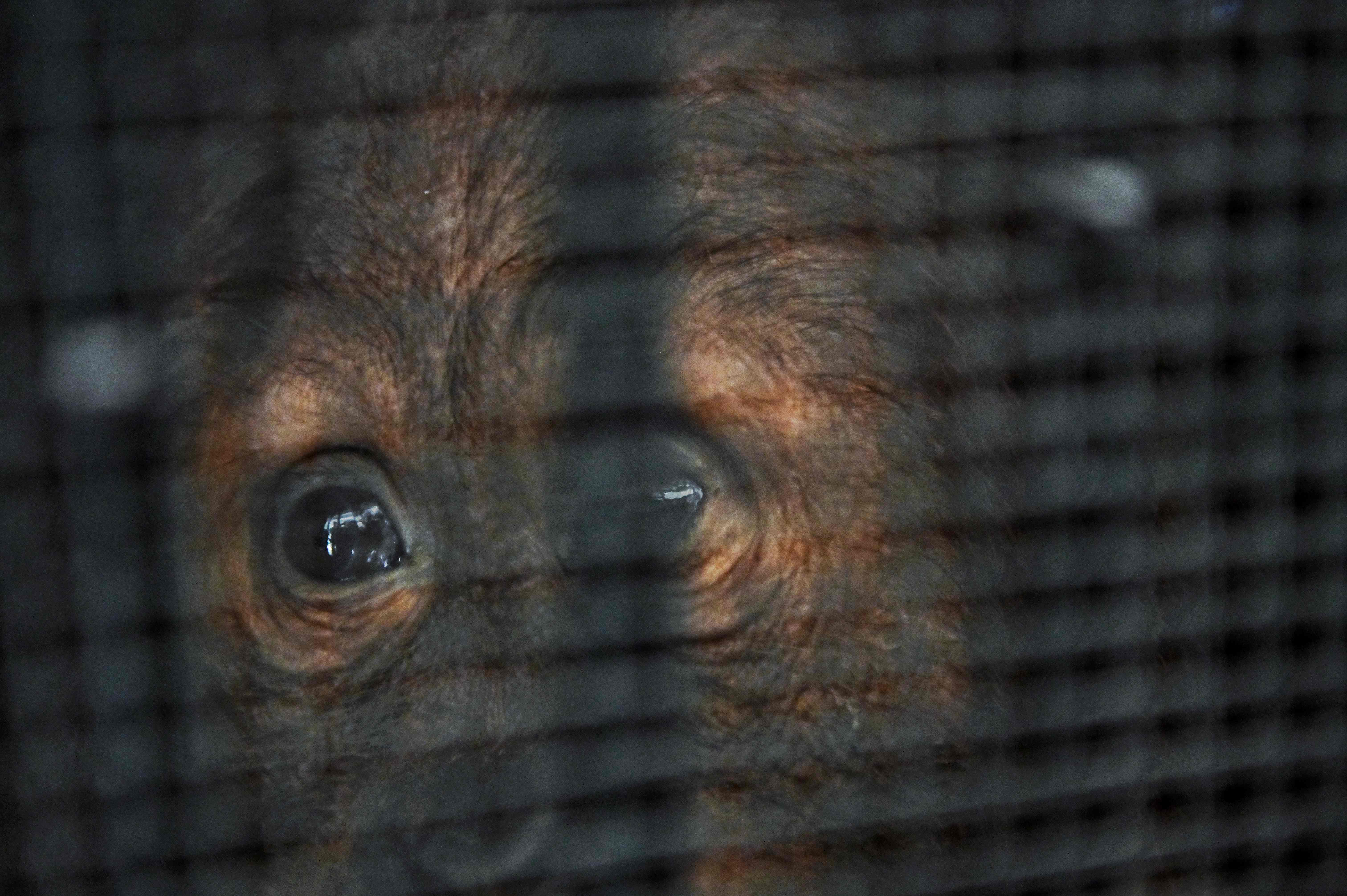 Orangutan Selundupan Pulang ke Indonesia