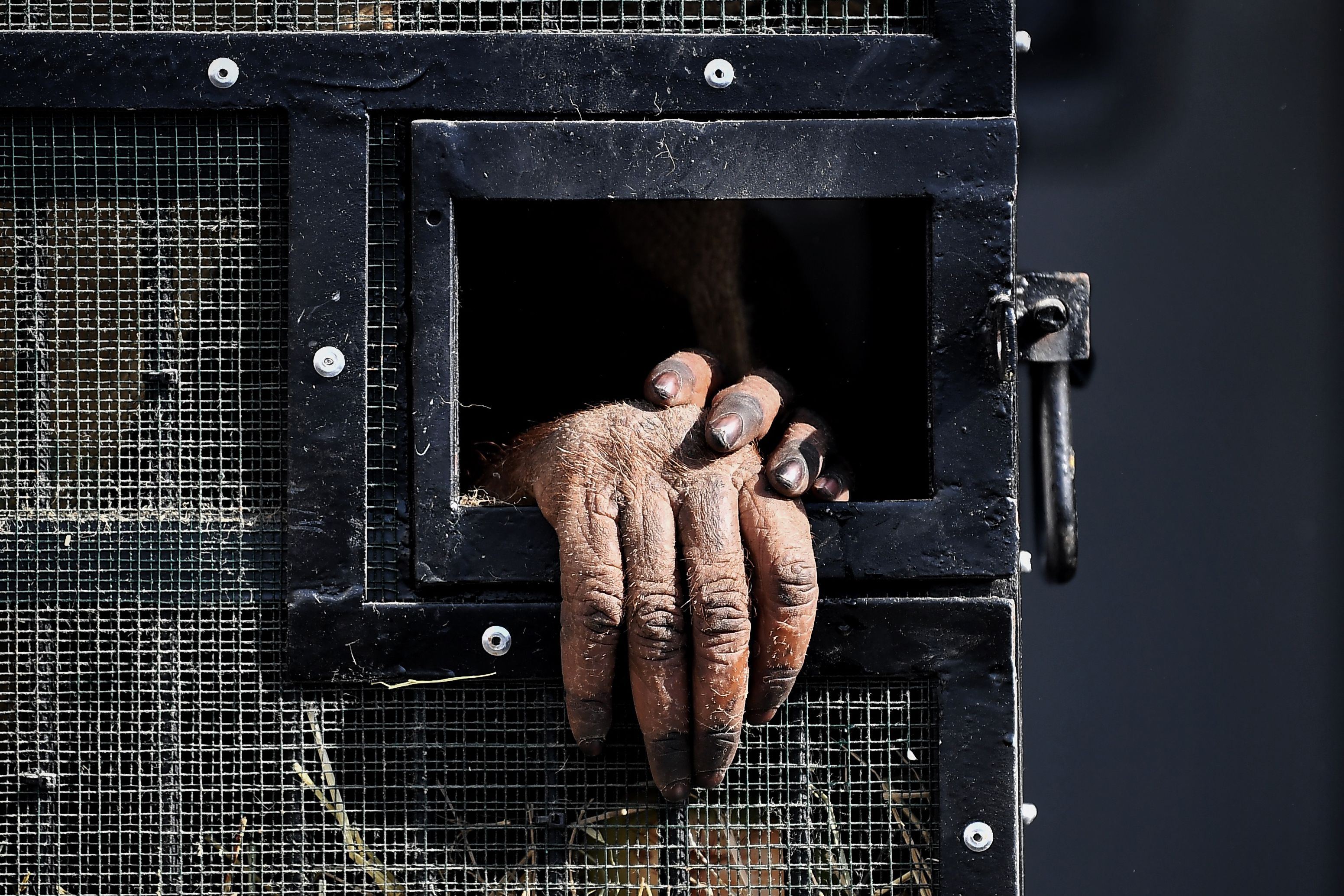 Orangutan Selundupan Pulang ke Indonesia