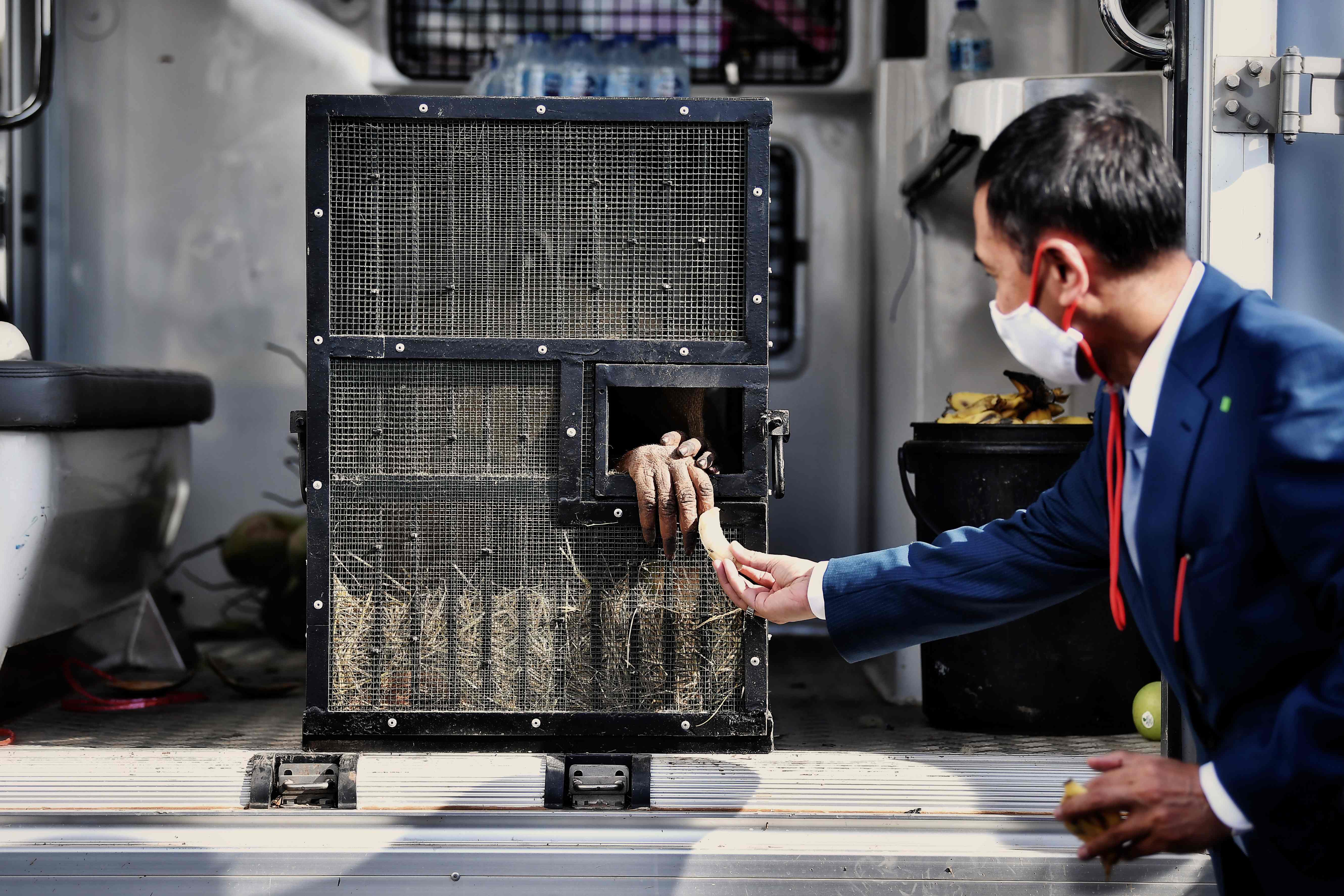 Orangutan Selundupan Pulang ke Indonesia