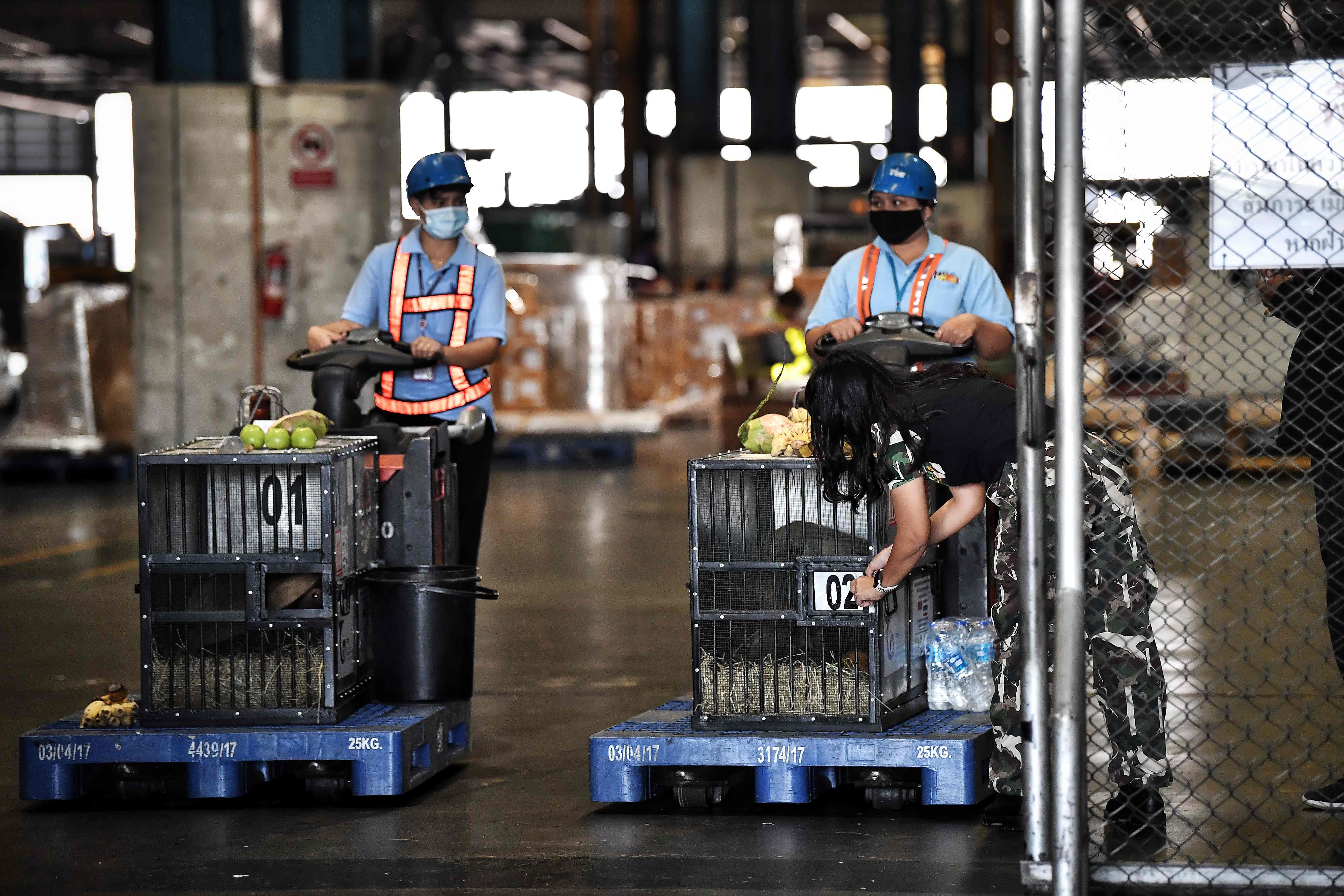 Orangutan Selundupan Pulang ke Indonesia