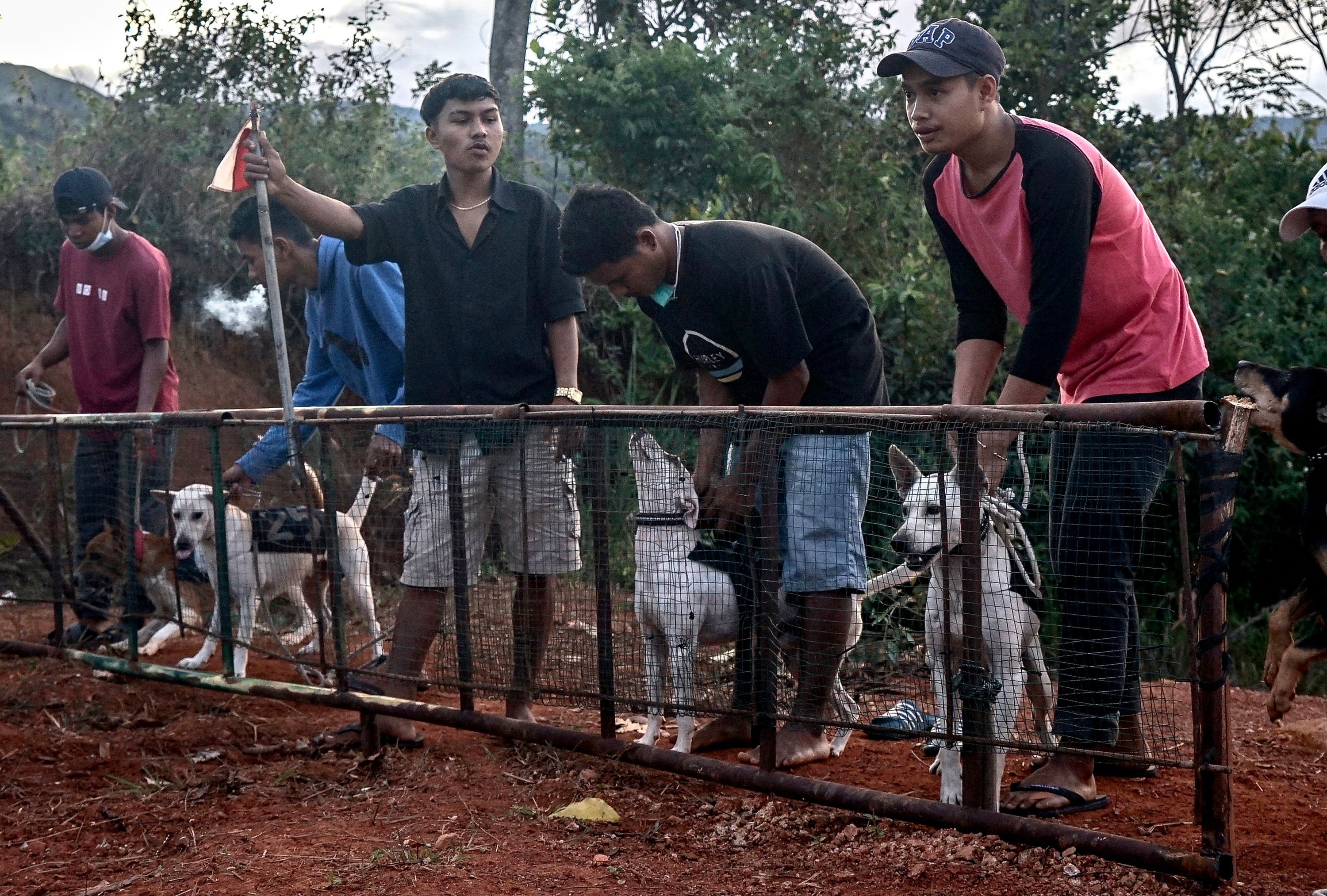 Lomba Adu Cepat Latih Anjing Berburu Babi