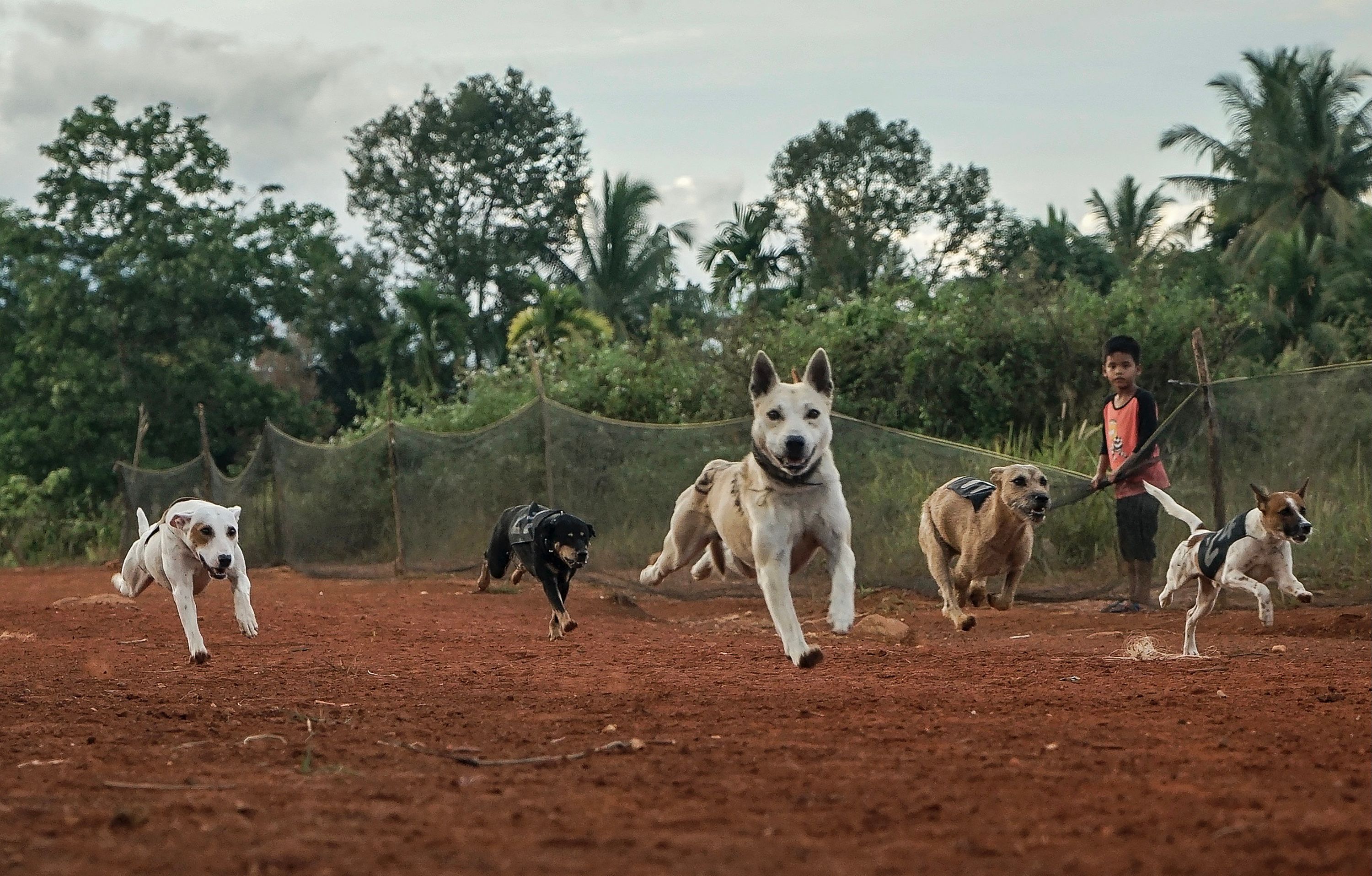 Lomba Adu Cepat Latih Anjing Berburu Babi