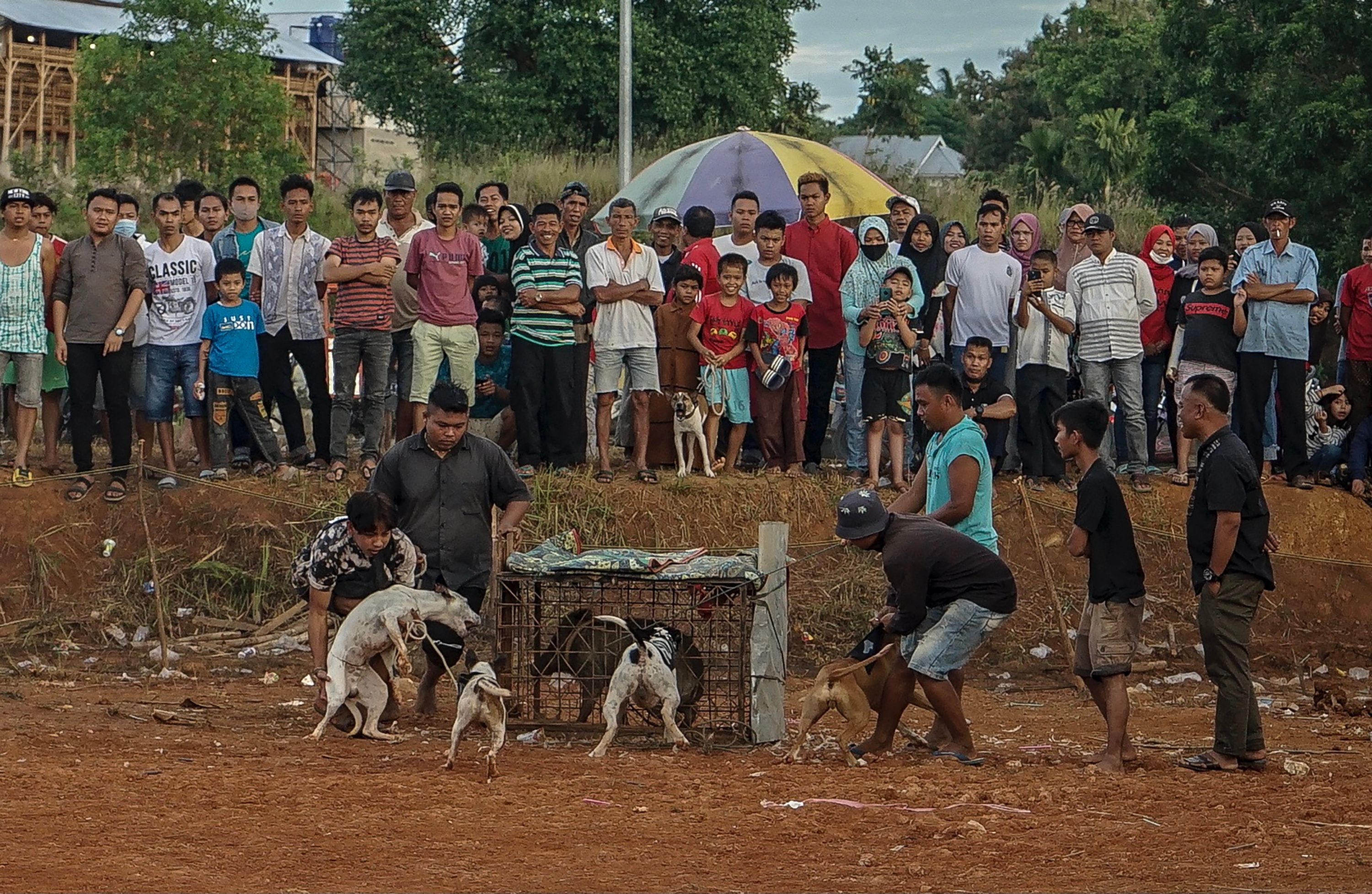 Lomba Adu Cepat Latih Anjing Berburu Babi