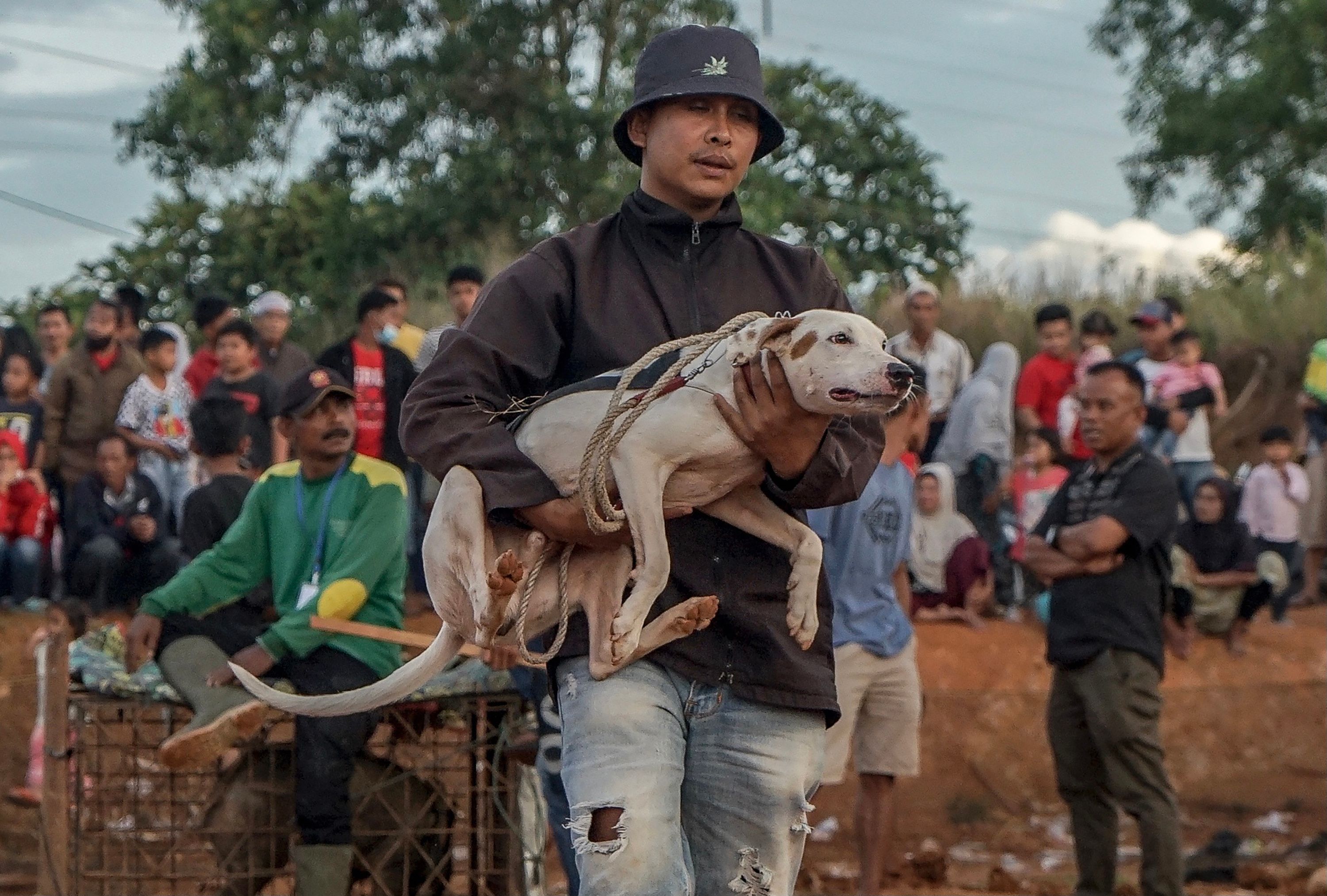 Lomba Adu Cepat Latih Anjing Berburu Babi