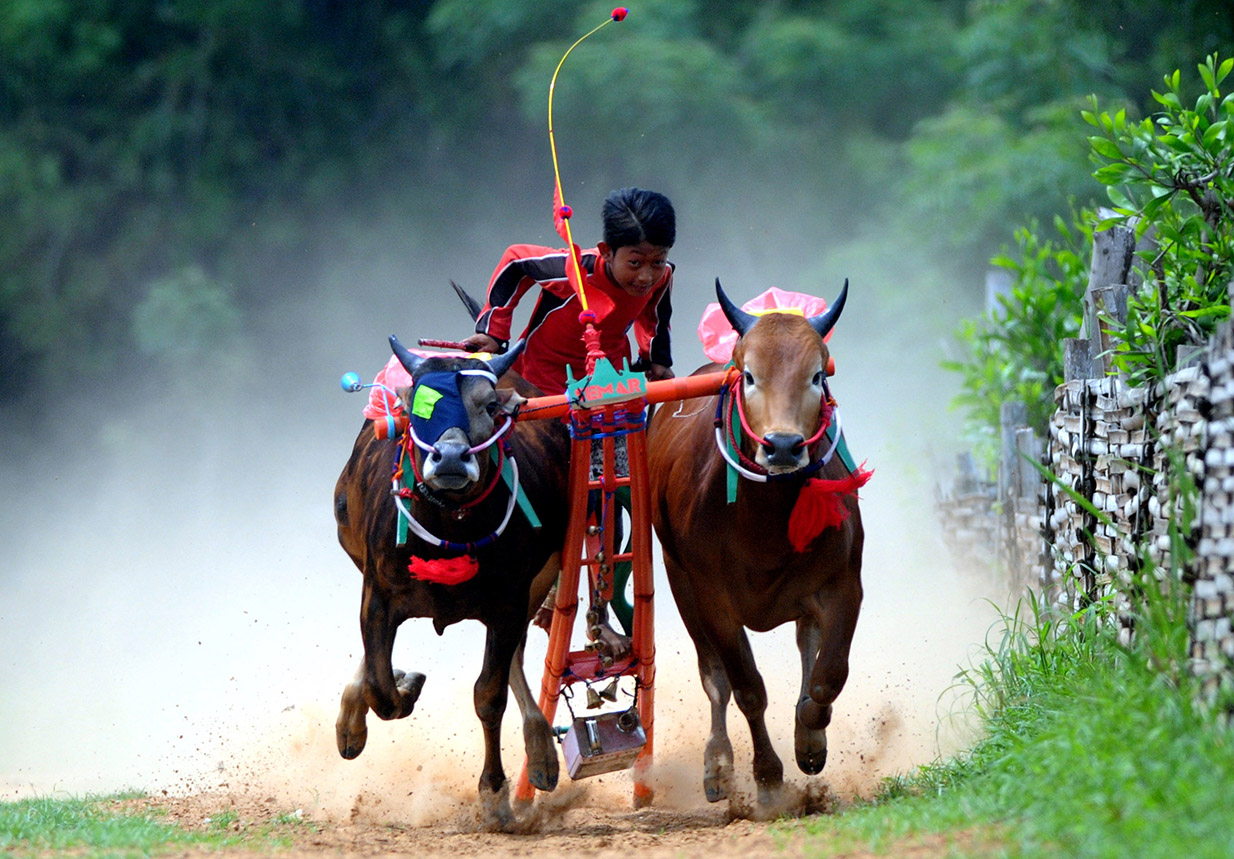 Melatih Sapi Karapan
