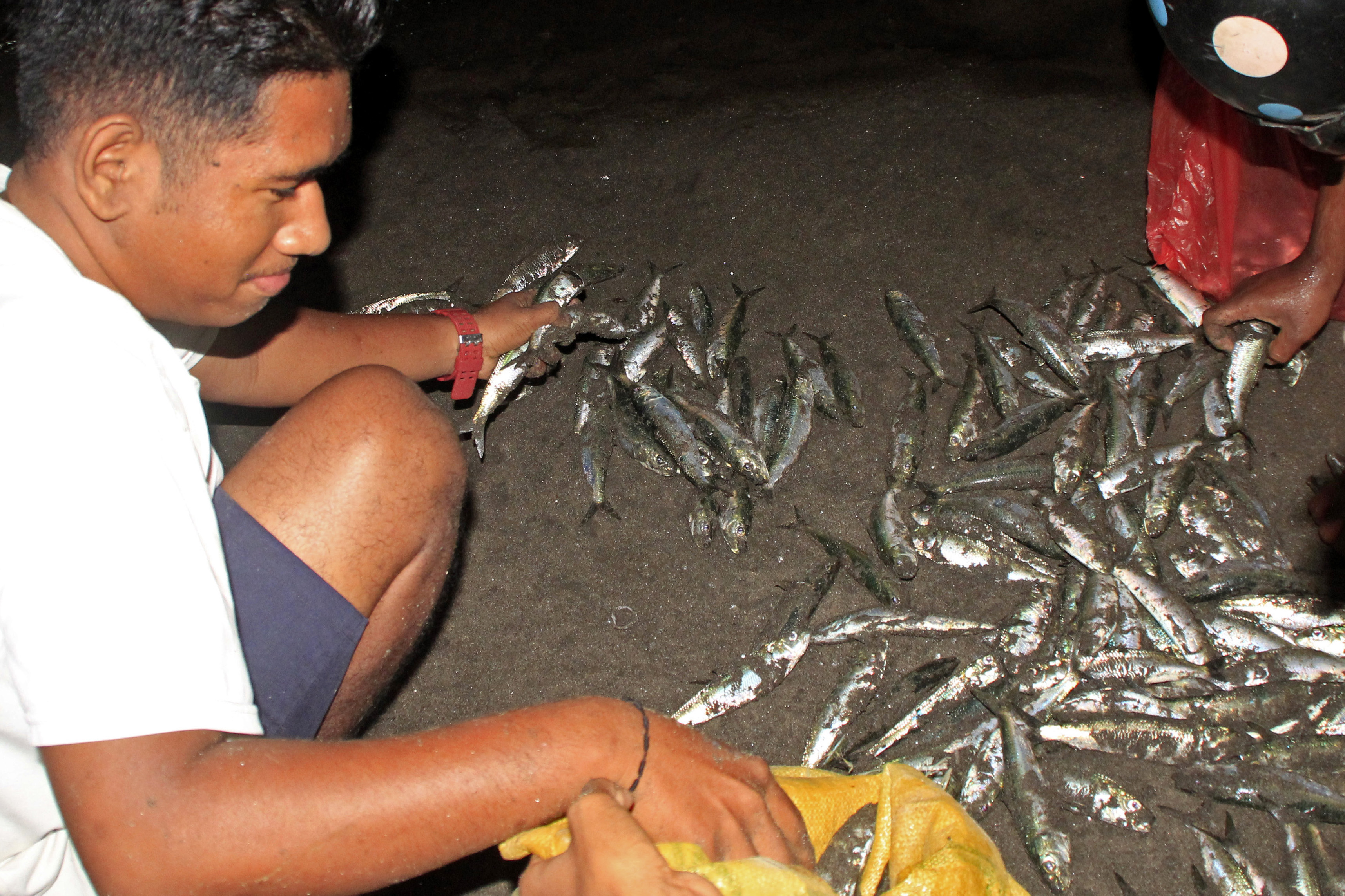 Fenomena Ikan Naik ke Pantai