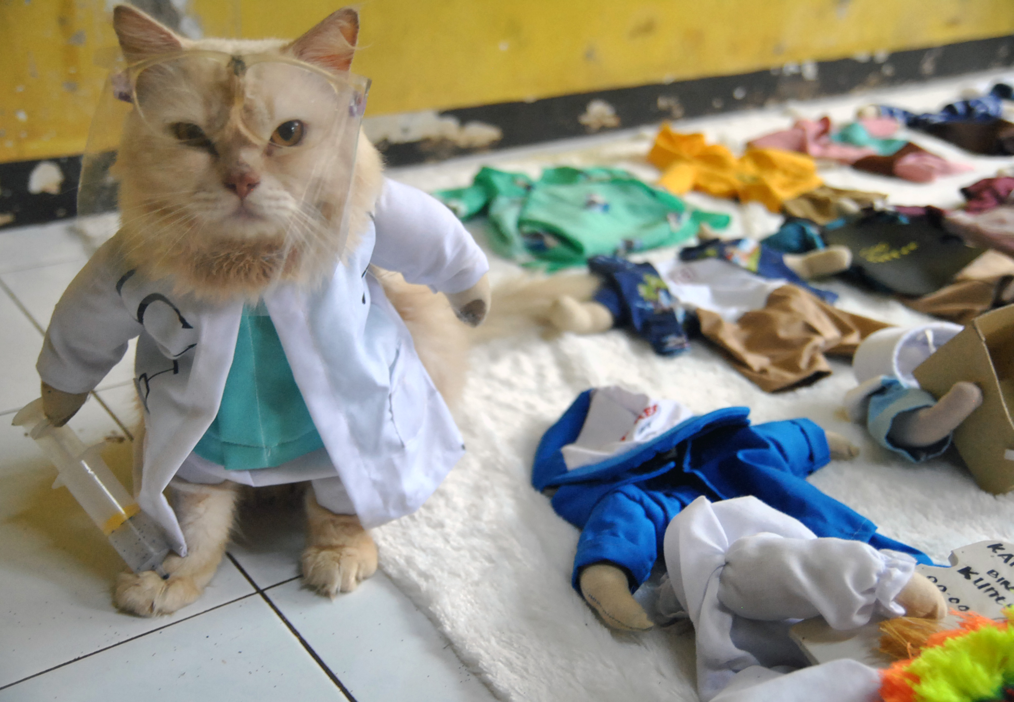 Membuat Busana Untuk  Kucing