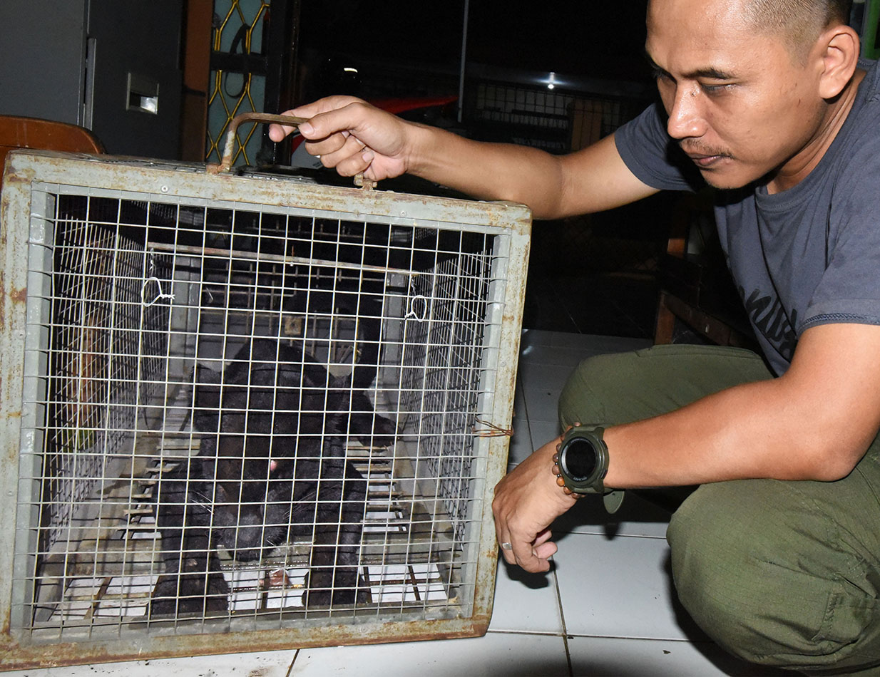 Macan Tutul Masuk Ke Perkampungan