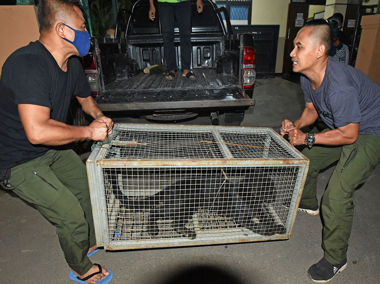 Macan Tutul Masuk Ke Perkampungan