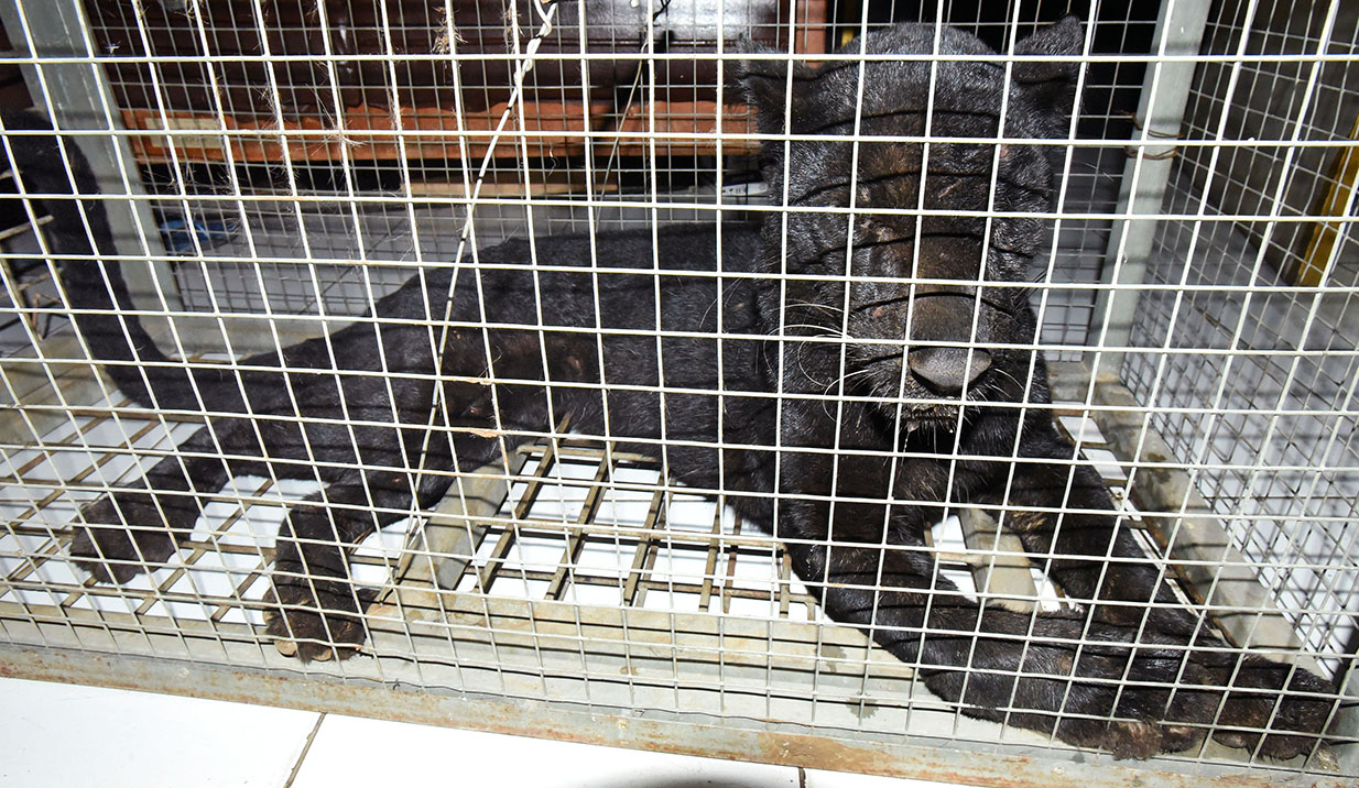 Macan Tutul Masuk Ke Perkampungan