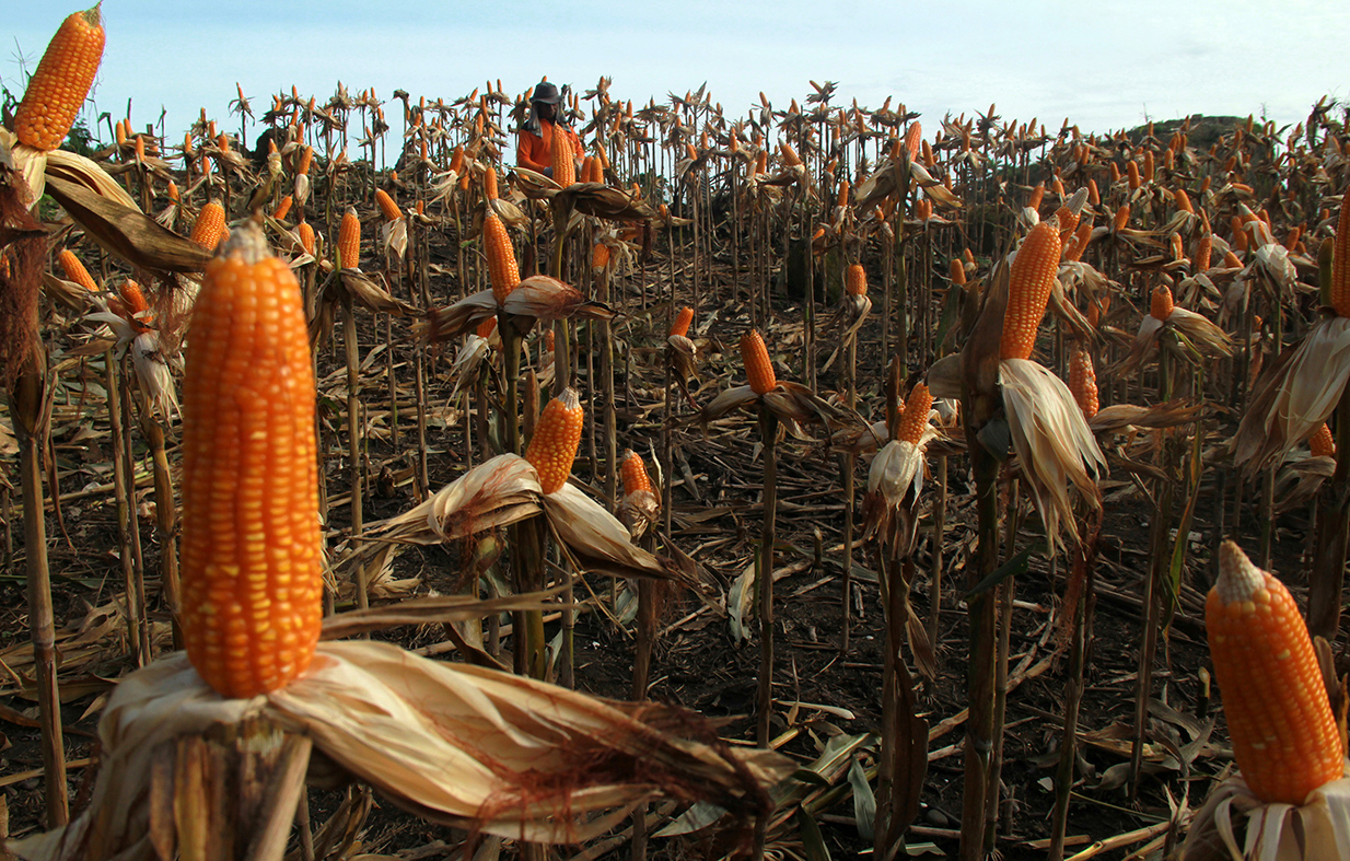 Harga Jagung Naik