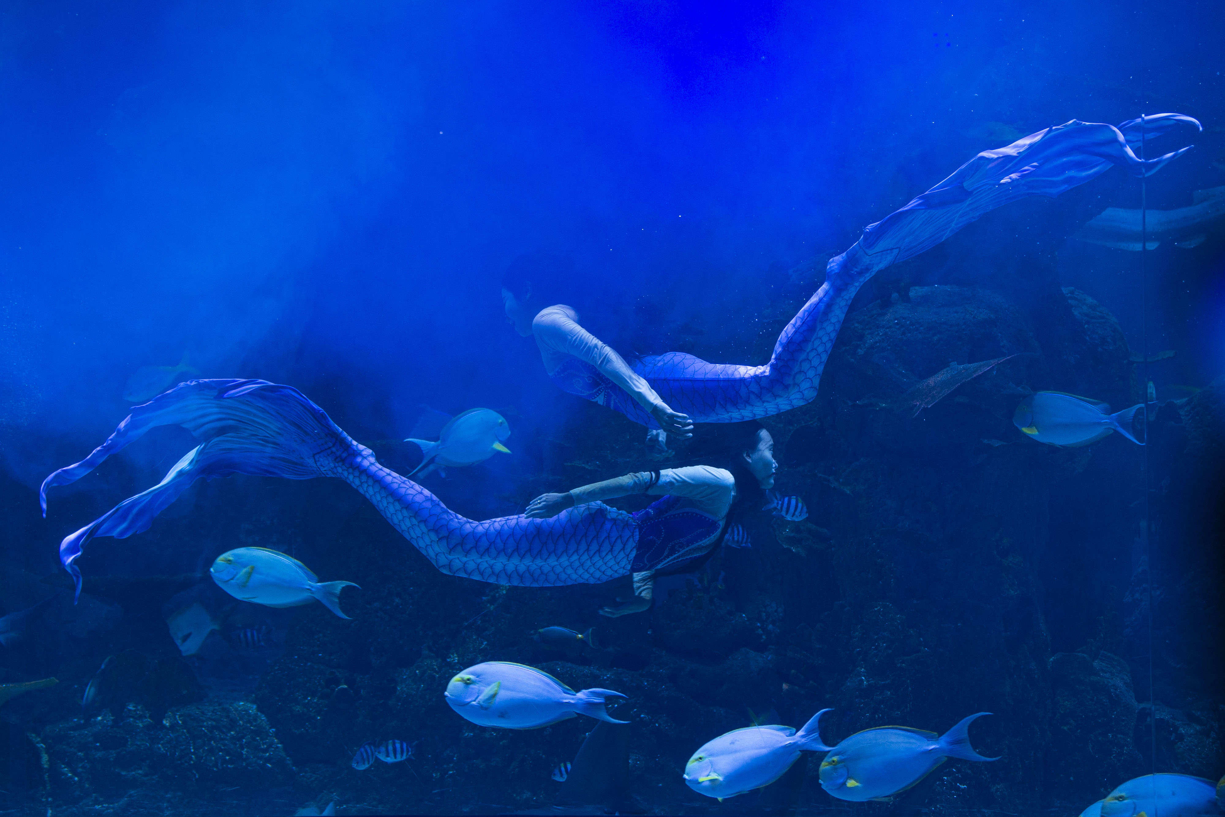 Pertunjukan Bawah Air Sambut Natal dan Tahun Baru