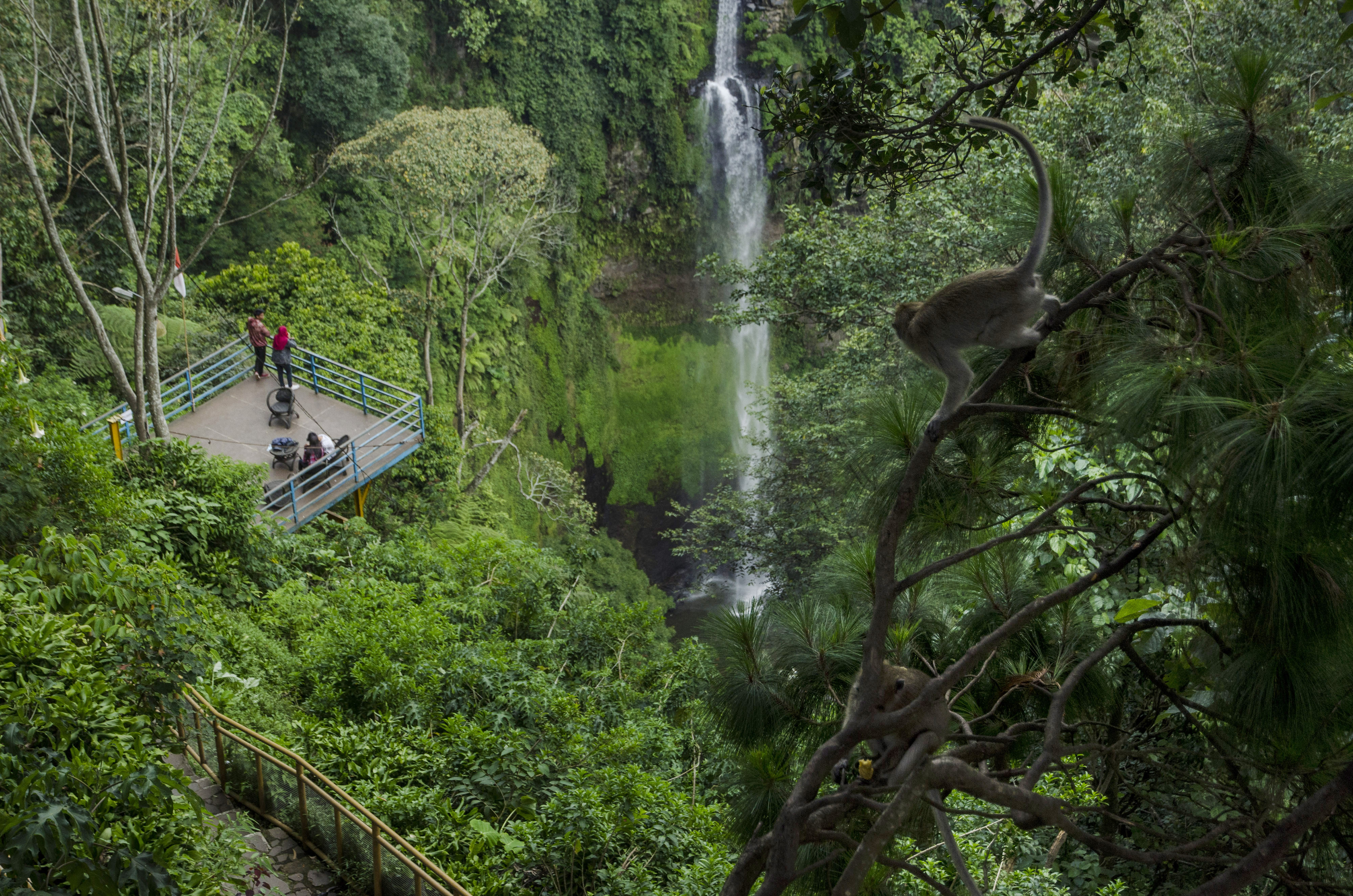 Monyet Ekor Panjang di Cisarua
