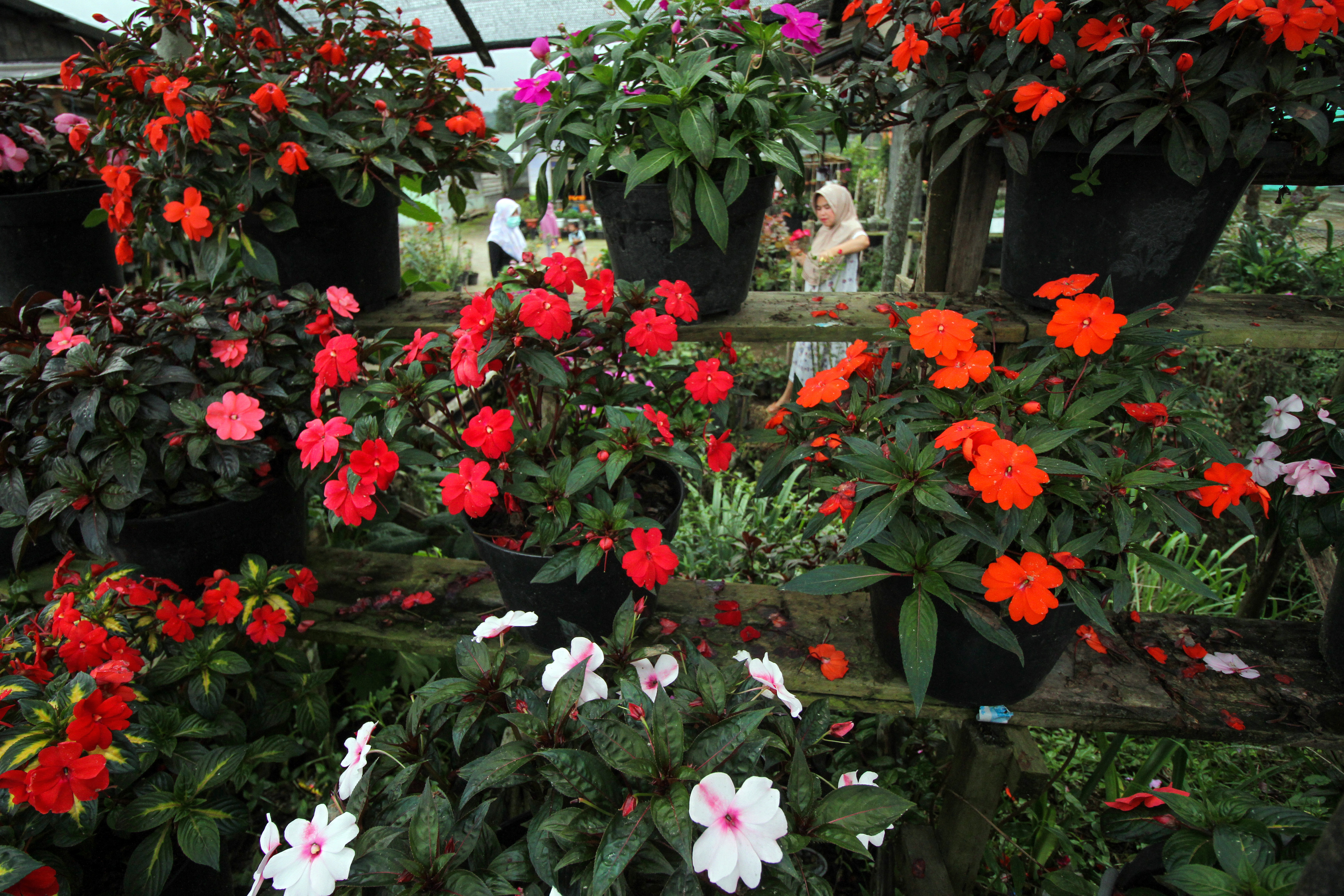 Penjualan Bunga di Kawasan Wisata Meningkat