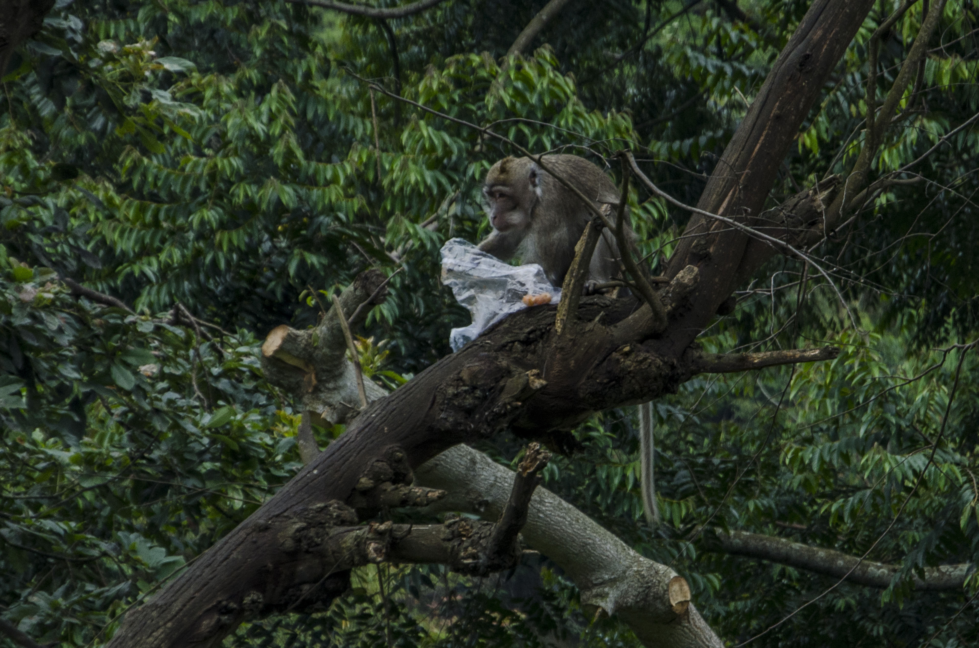 Monyet Ekor Panjang di Cisarua
