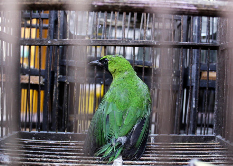 Penyelundupan 259 Burung Tanpa Dokumen 