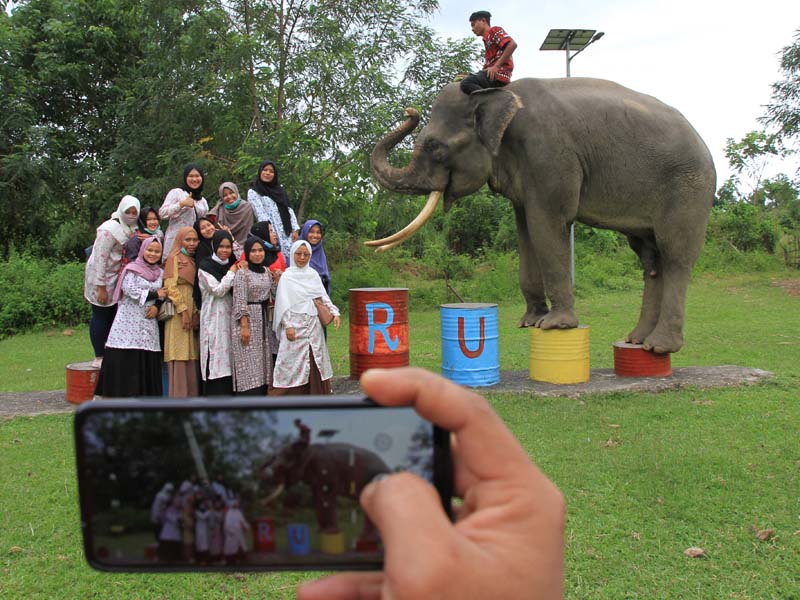 Wisata Gajah Jinak Sumatera Di Aceh Selatan