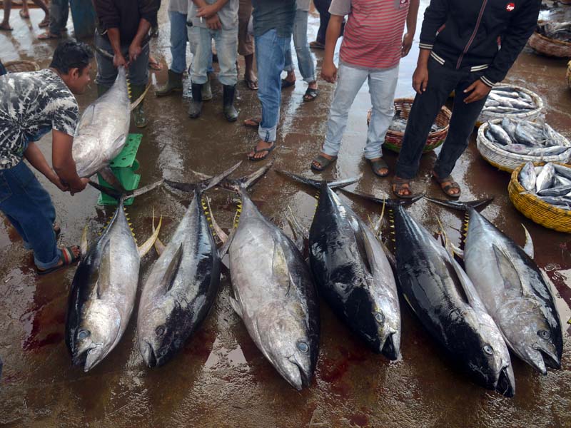 Tangkapan Ikan Tuna Menurun