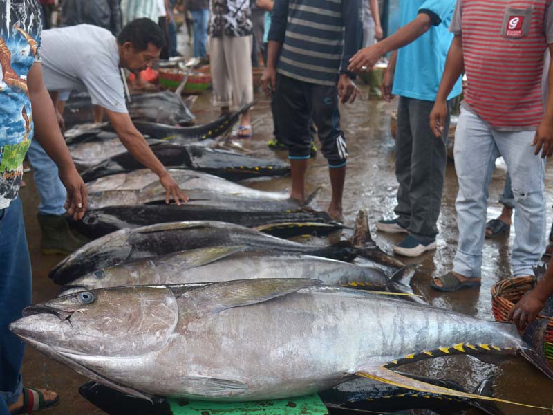 Tangkapan Ikan Tuna Menurun
