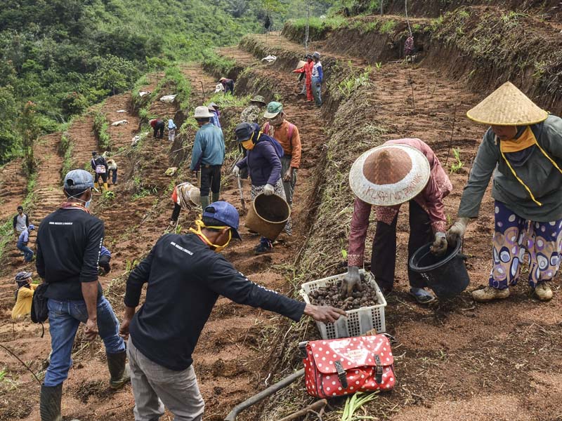 Gerakan Pelajar Menanam Jahe Merah