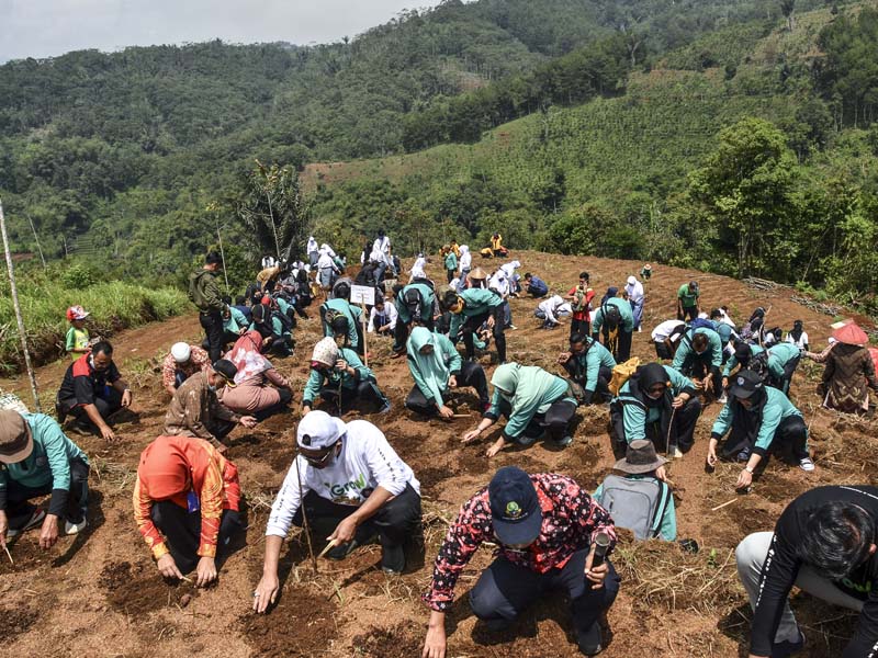 Gerakan Pelajar Menanam Jahe Merah