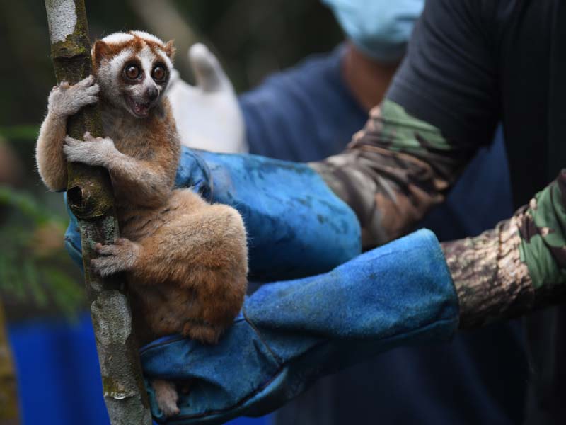 Pelepasliaran Kukang Jawa