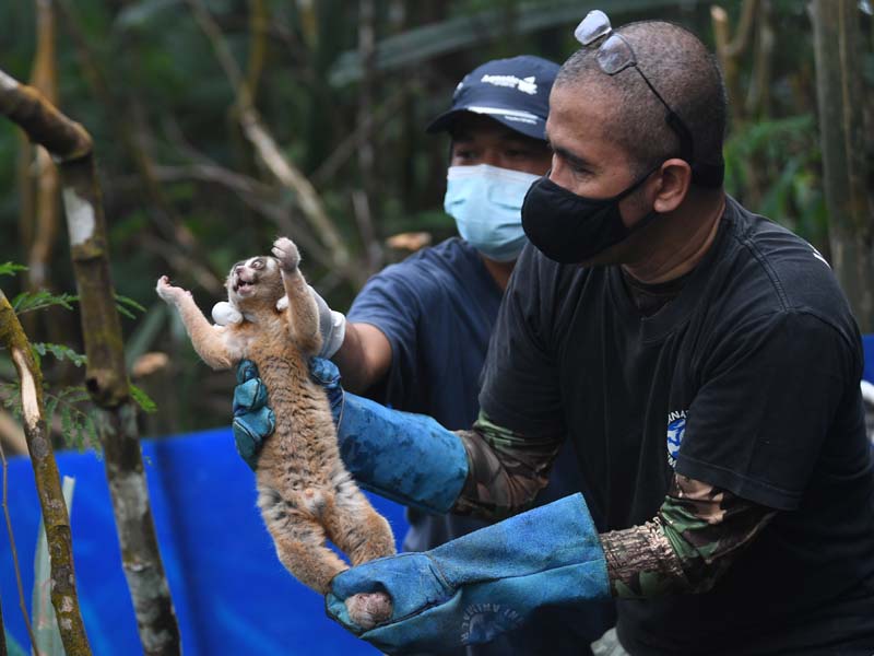 Pelepasliaran Kukang Jawa