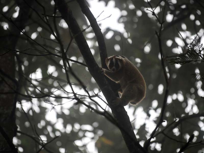 Pelepasliaran Kukang Jawa