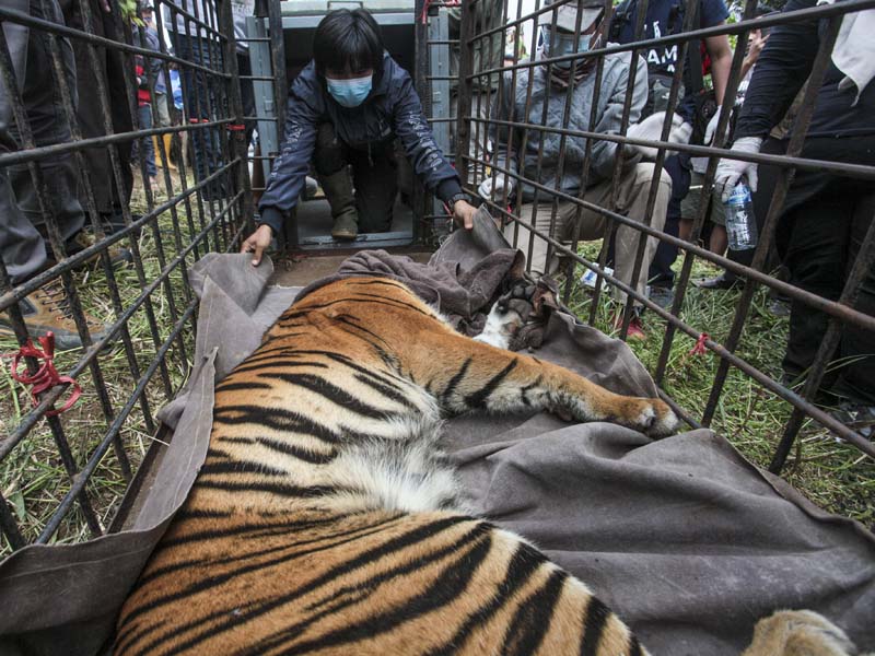 Harimau Sumatra Masuk Perangkap