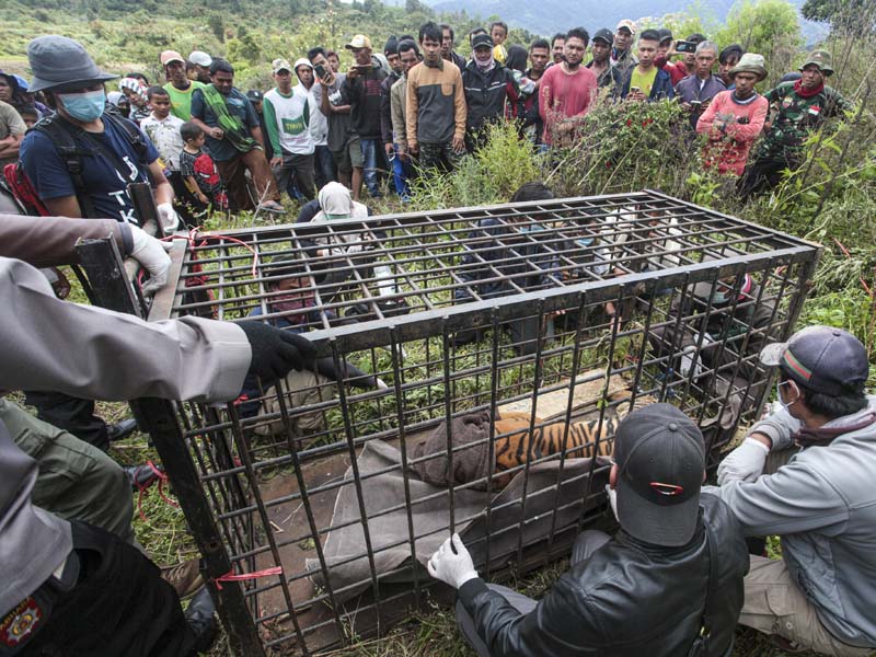 Harimau Sumatra Masuk Perangkap