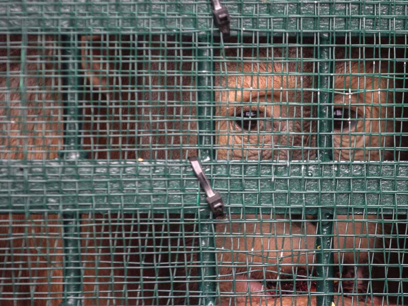 Repatriasi Orangutan Dari Malaysia Ke Indonesia