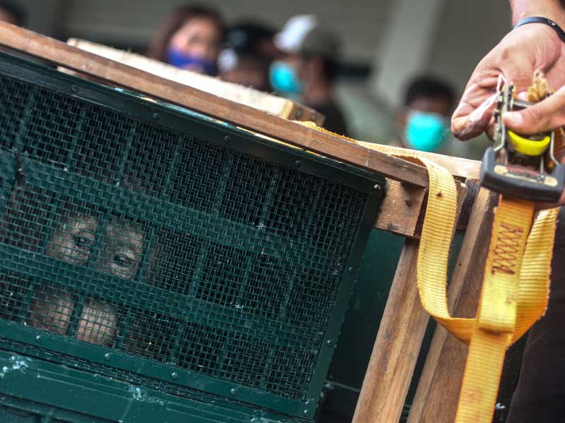 Repatriasi Orangutan Dari Malaysia Ke Indonesia