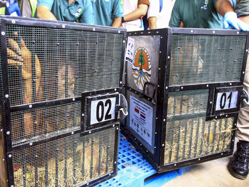Repatriasi Orangutan Dari Malaysia Ke Indonesia
