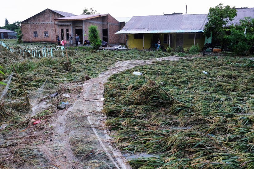 Tanaman Padi Terdampak Luapan Sungai Belawan 